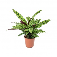 calathea-lancifolia-rattlesnake-plant-75cm_5000x