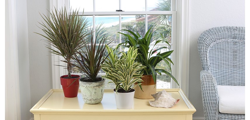 Costa Farms Dracaena Houseplant Header