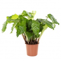 calathea-musaica-network-19nova