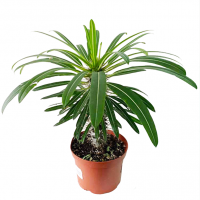 palm-cactus