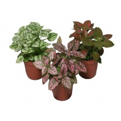 planta-hipoestes-hoja-de-sangre-d_nq_np_787832-mla32776267103_112019-f