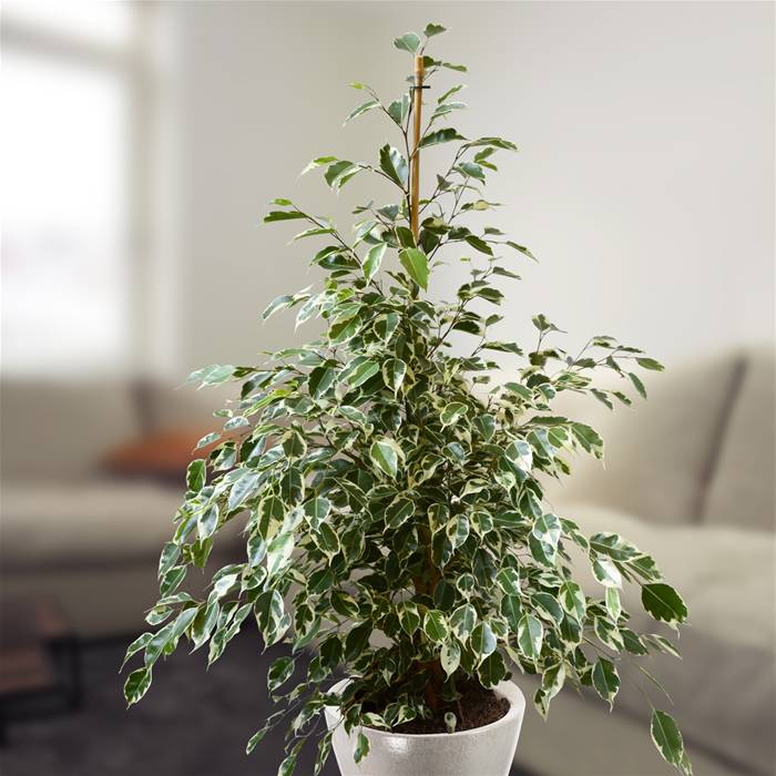 hortikultura.mk ficus benjamina 6
