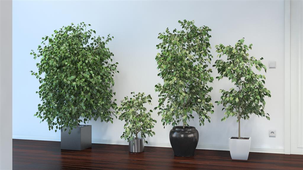 hortikultura.mk ficus benjamina 7