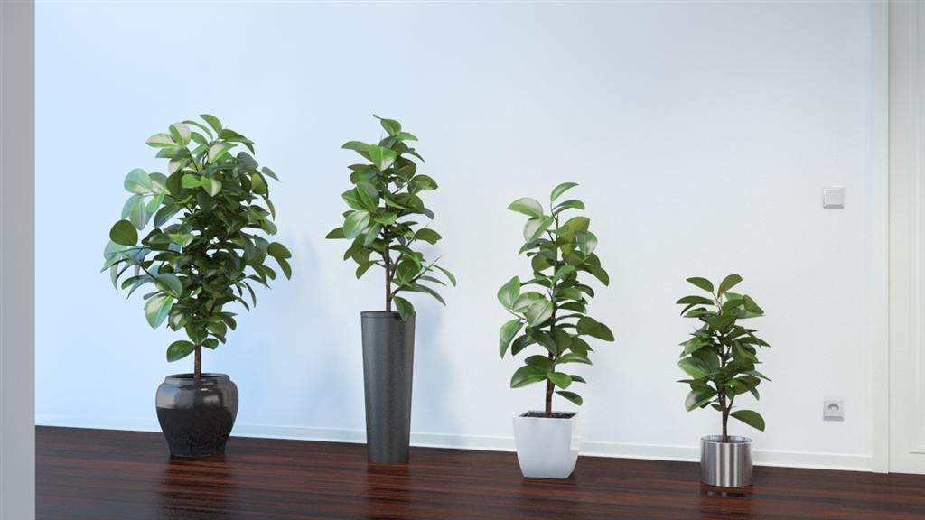 hortikultura.mk ficus elastica 4