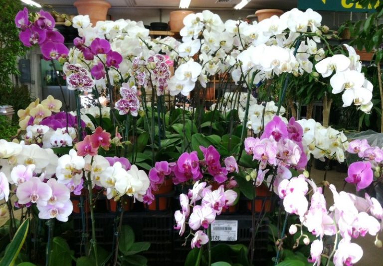 hortikultura.mk orhideja 10 768x534