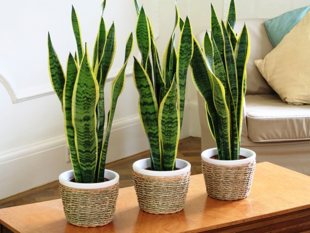 hortikulturamk sansevieria 3